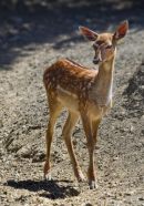 Fallow Deer
