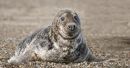 Grey Seal