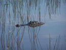 American Alligator