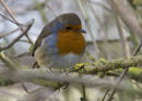 Robin