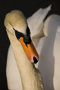 Mute Swan