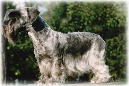 Chrpa del Monte. The breed standard was based on this bitch.