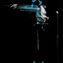 'The Dance'