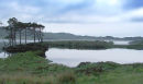 Pine trees, Loch Assynt