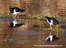 Oystercatchers