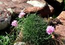 Sea Pink
