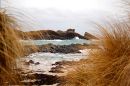Marram grass, Clachtoll Beach