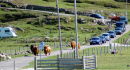 A traffic jam in clachtoll