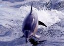 White-sided Dolphin