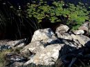 Water Lilies