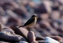 Wheatear