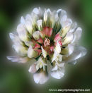 White Clover