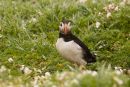 Puffin