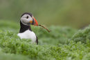 Fratercula Arctica