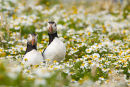 Puffins in July