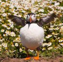Puffin