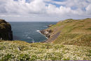 Sea Mayweed