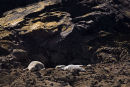 Seals 