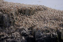 Gannets