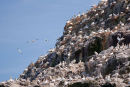 Gannets