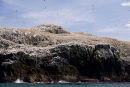 Grassholm