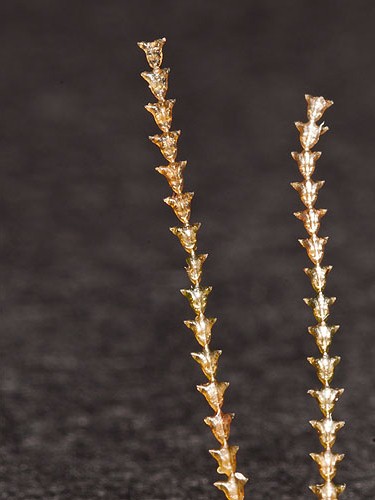 Hydroids -