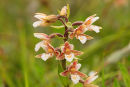 Marsh Helleborine