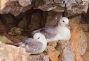Fulmar