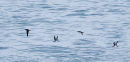 Manx Shearwater