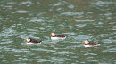 Puffins 