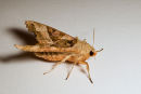 Angle Shades Moth 