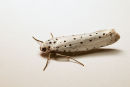 Small Ermine Moth 