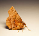 Early Thorn Moth 