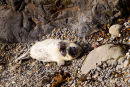 Seal Pup