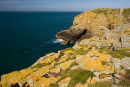 Lichen