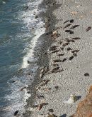 Atlantic Grey Seals 