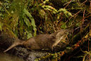 Otter 
