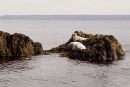 Seals