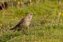 Rock Pipit -   ?