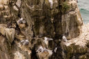 Kittiwakes