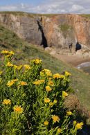 Golden Samphire