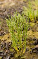 Marsh Samphire 