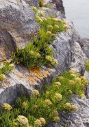 Rock Samphire