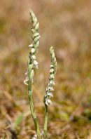 Autumn Lady's tresses