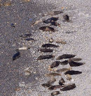 Atlantic Grey Seals 