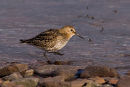 Dunlin ? 