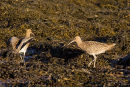 Curlews 