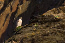 Peregrine Falcon 