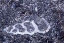 Gastropod ? ( Sea Snail ) - Fossil