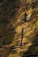 Pilgrims Stone Cross - Nevern
